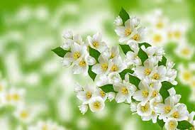 Jasmine flowers for love